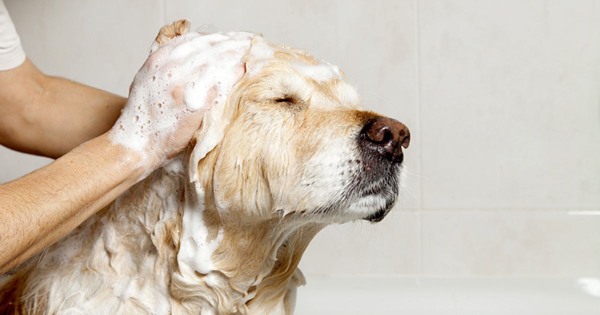 Tips for a healthy and clean pet